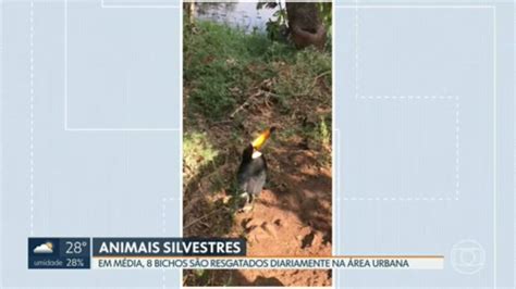 V Deo Todos Os Dias Animais Silvestres S O Resgatados Em Reas