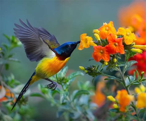 Sunbirds Are Everywhere In India In Dense Forests And Concrete Jungles