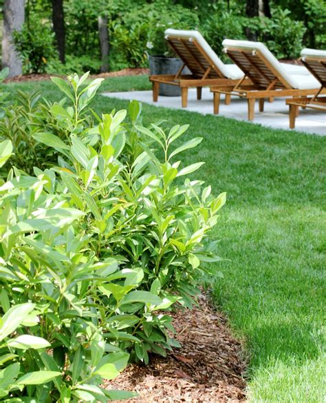 How to Grow and Care for Schip Laurel Shrubs - Plank and Pillow