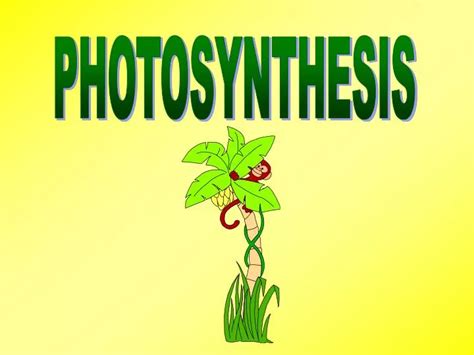 Ppt Photosynthesis Powerpoint Presentation Free Download Id4271090