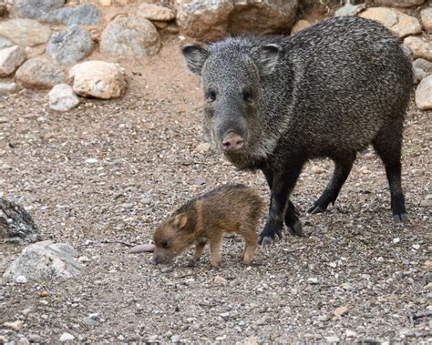 Javelina