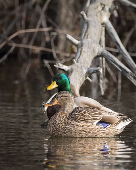 Birds N Blooms Just Some Mallards