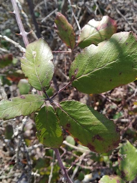 Photo Elm Leaf Blackberry Rubus Ulmifolius Observation Org