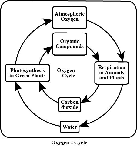 Simple Diagram Of The Oxygen Cycle