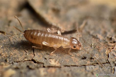 European Earwig Nymph