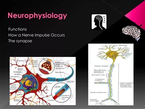 Ppt Neurophysiology Powerpoint Presentation Free Download Id2346959