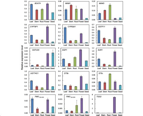 Expression Of Aliphatic Glucosinolate Biosynthetic Genes In Different