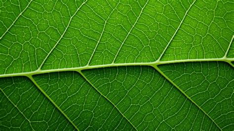 Macro View Of Vibrant Green Banana Leaf Texture Against Fresh