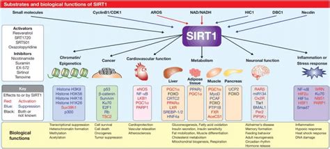 【technology Sharing】detailed Introduction Of Sirt1 Target Detection