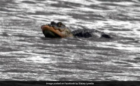 Strange-Looking Alligator Missing Top Half Of Its Jaw Spotted In US ...