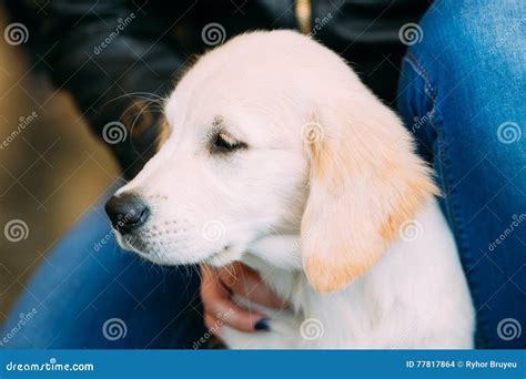 Close Up Young White Labrador Dog Puppy Stock Photo Image Of Face