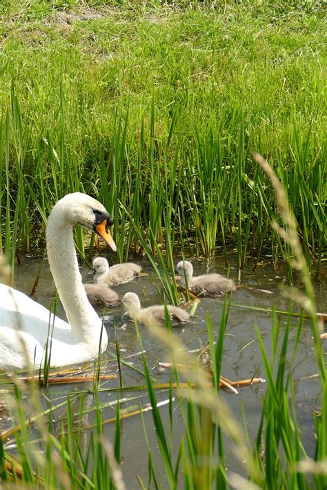 Mute Swan Cygnus Anatidae Free Photo On Pixabay Pixabay