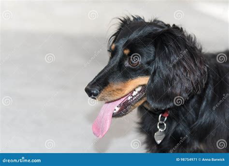 Meet The Long Haired Black Tan Dachshund The Cutest And Most Loyal Companion You Ll Ever Have