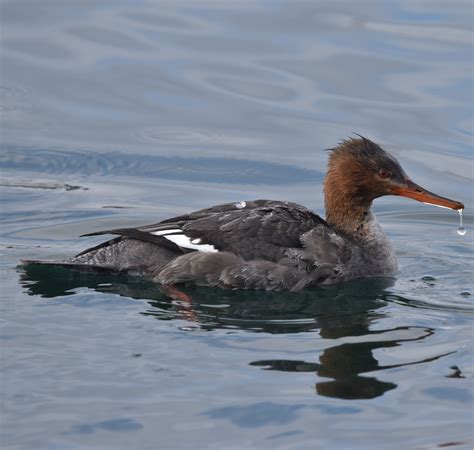 A Red-Breasted Merganser Dives for Dinner | Natural Crooks Ramblings