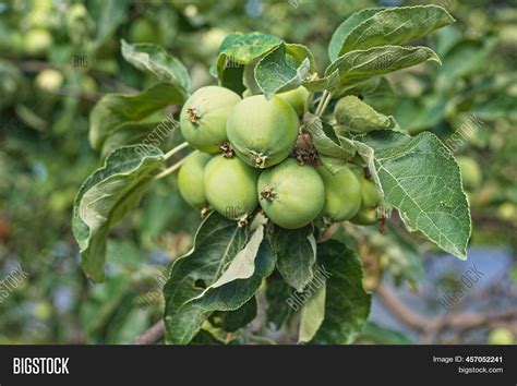 Green Apples Ripen On Image And Photo Free Trial Bigstock