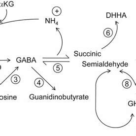 Corresponding Chemical Structures Of Intermediates And Metabolites