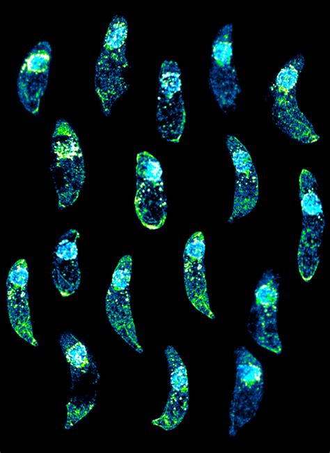 Art Of Science Crypto Rain IMAGE EurekAlert Science News Releases