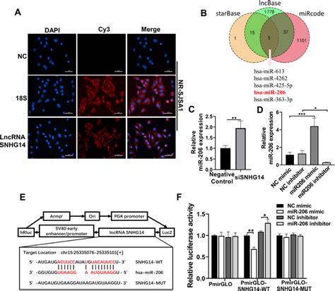 MiR 206 Is Identified As A Downstream Target Of LncRNA SNHG14 A The