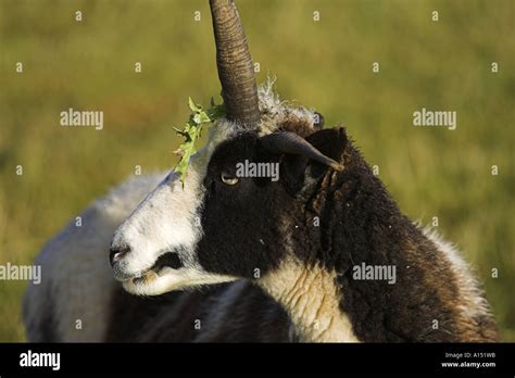 Bedecked fotografías e imágenes de alta resolución Alamy