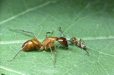 Ant queen and worker - Stock Image - Z345/0750 - Science Photo Library