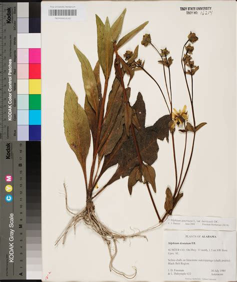 Silphium Dentatum Species Page Apa Alabama Plant Atlas