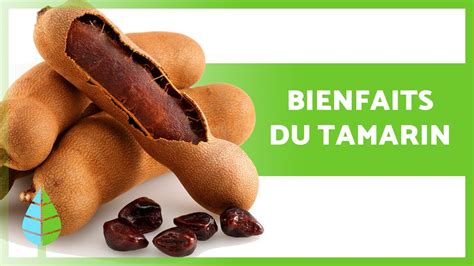 PROPRIÉTÉS et BIENFAITS du TAMARIN Utilisations consommations et