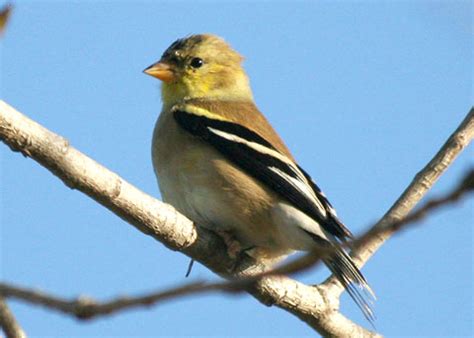 American Goldfinch Carduelis Tristis