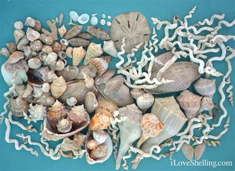 Finding Seashells On Clearwater Beach I Love Shelling