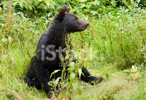 Young Grizzly Bear Sitting Down Stock Photo | Royalty-Free | FreeImages