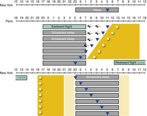 Basic Circadian Rhythms And Circadian Sleep Disorders Neupsy Key