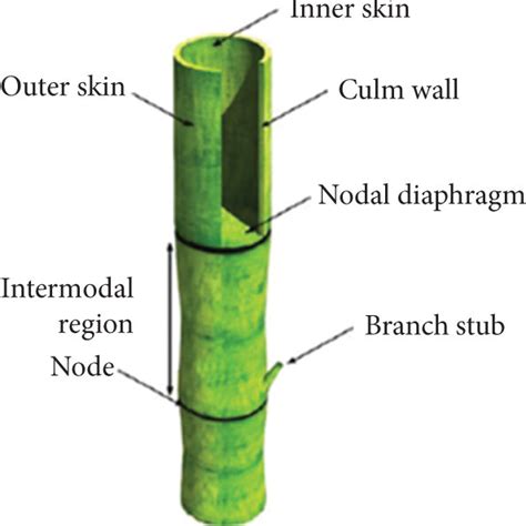 A Schematic Of A Calm Segment And B Section Of Culm Wall Showing