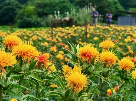 日本遺産認定！「山形紅花まつり」紅花娘写真撮影会に参加しよう 山形県 トラベルjp 旅行ガイド