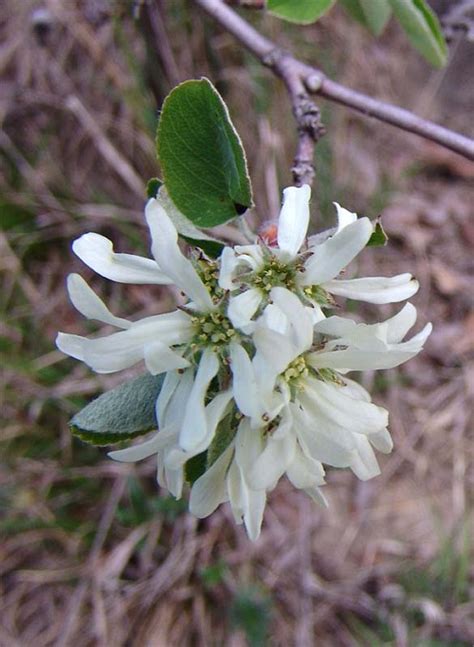 Ирга круглолистная Amelanchier ovalis