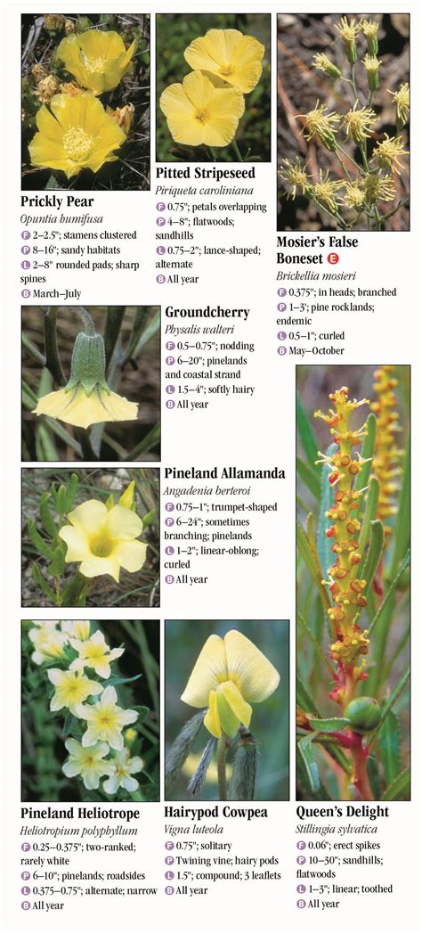 Wildflowers Of Southeast Florida Quick Reference Publishing