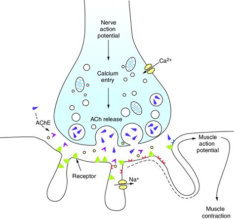 Diagram Of The Neuromuscular Junction Top A Nerve Action Potential