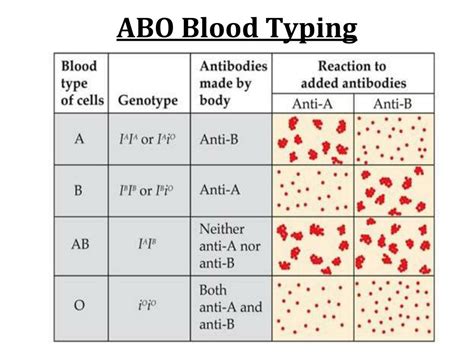 PPT - ABO Blood Groups PowerPoint Presentation, free download - ID:2847004