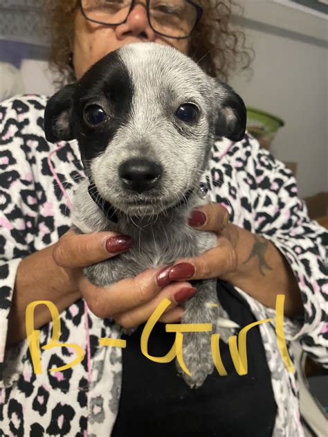 AU Cattle/Border Collie/Dalmatian - Waterford - PetsForHomes