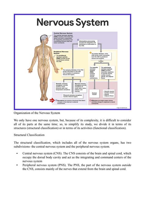 SOLUTION Nursing Nervous System Anatomy And Physiology Pdf Studypool