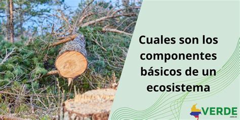 Cuales Son Los Componentes Básicos De Un Ecosistema Colombia Verde