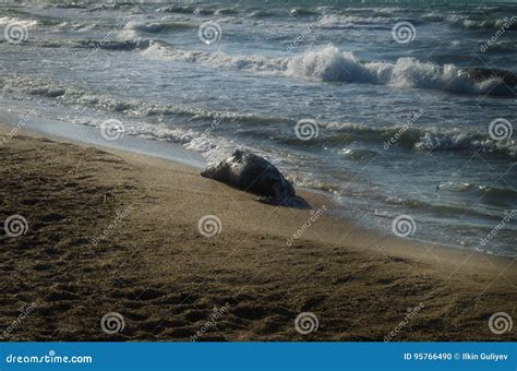 Dead Fish On The Beach Water Pollution Concept Caspian Sea Stock Photo