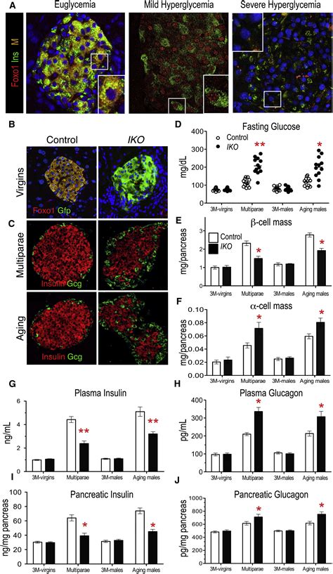 Pancreatic β Cell Dedifferentiation as a Mechanism of Diabetic β Cell