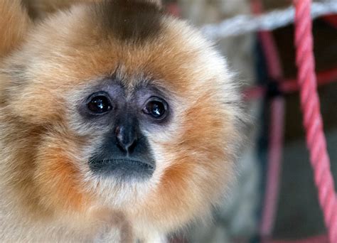 Pair Of Endangered Gibbons Finds A New Home In Sarajevo Zoo Gibbons