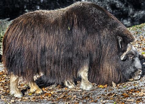 Musk-ox 4 stock photo. Image of zoology, tail, trample - 10677174