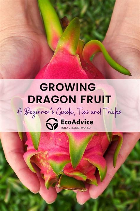 A Beginners Guide To Growing Dragon Fruit Tips And Tricks How To Grow Dragon Fruit Dragon