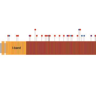 The distributions of the TTN truncating variants across the TTN protein... | Download Scientific ...