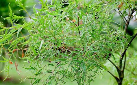 Cây Đinh Lăng Cây Gỏi Cá Nam Dương Sâm