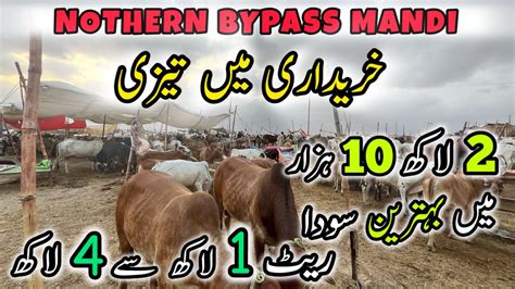 Nothern Bypass Mandi Latest Rates Update K Me Behtreen Soda Cow