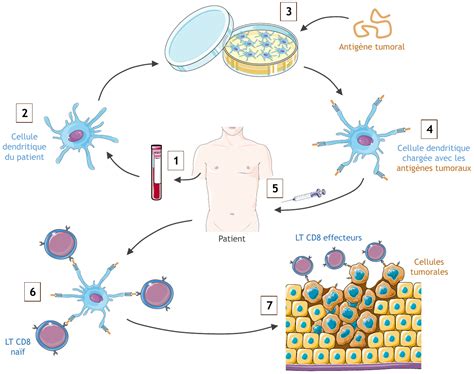 Immunoth Rapie Et Cancers Planet Vie