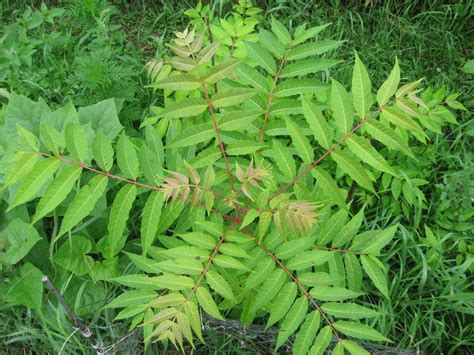 PlantFiles Pictures: Chubese Toona, Chinese Cedrela, Chinese Mahogany ...