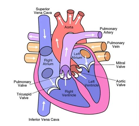 Q 12 I Draw A Sectional View Of The Human Heart And Label On It Aorta